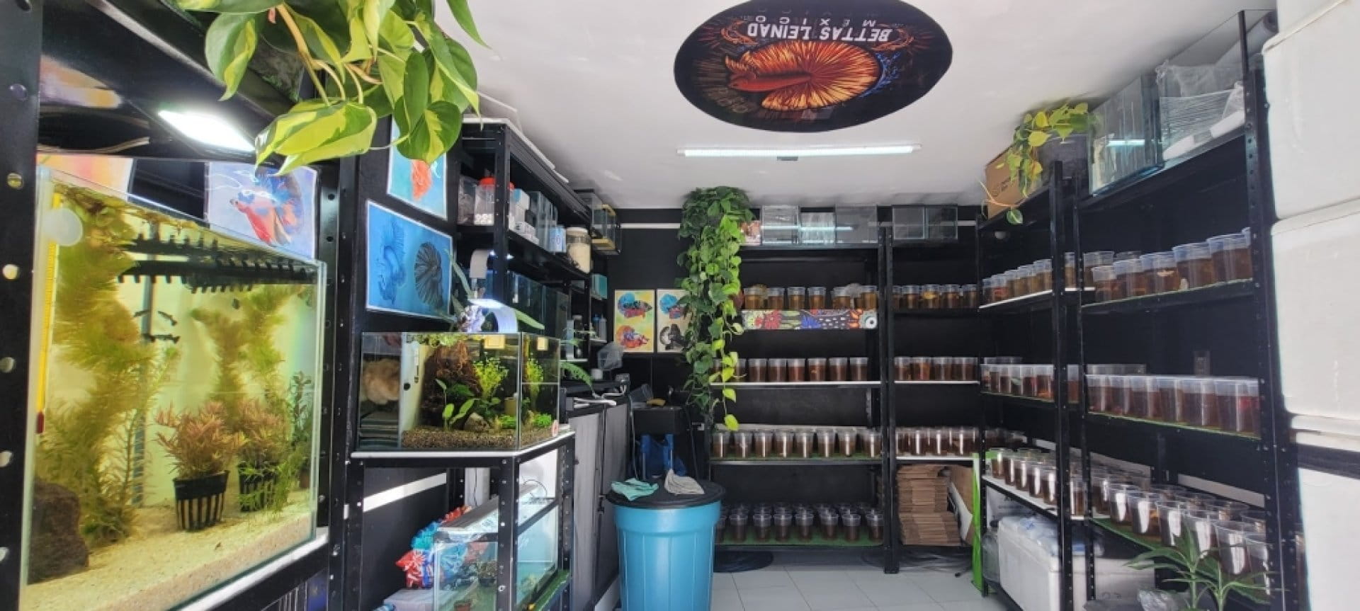 Acuario especializado en bettas cdmx, peces importados. Iztapalapa.