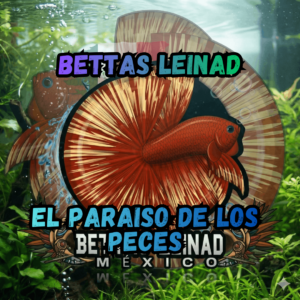 Bettas Leinad Acuariofilia cdmx especializada en bettas