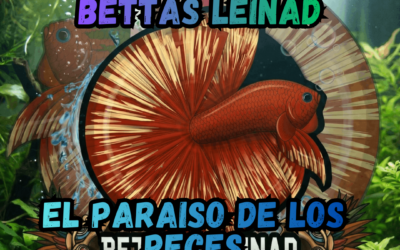 Bettas Leinad: El paraíso de los peces (De Iztapalapa para el mundo)