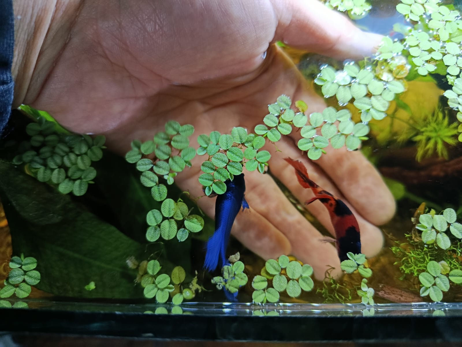 Bettas hembras que socializan con su amo subiendo a su mano sin miedo