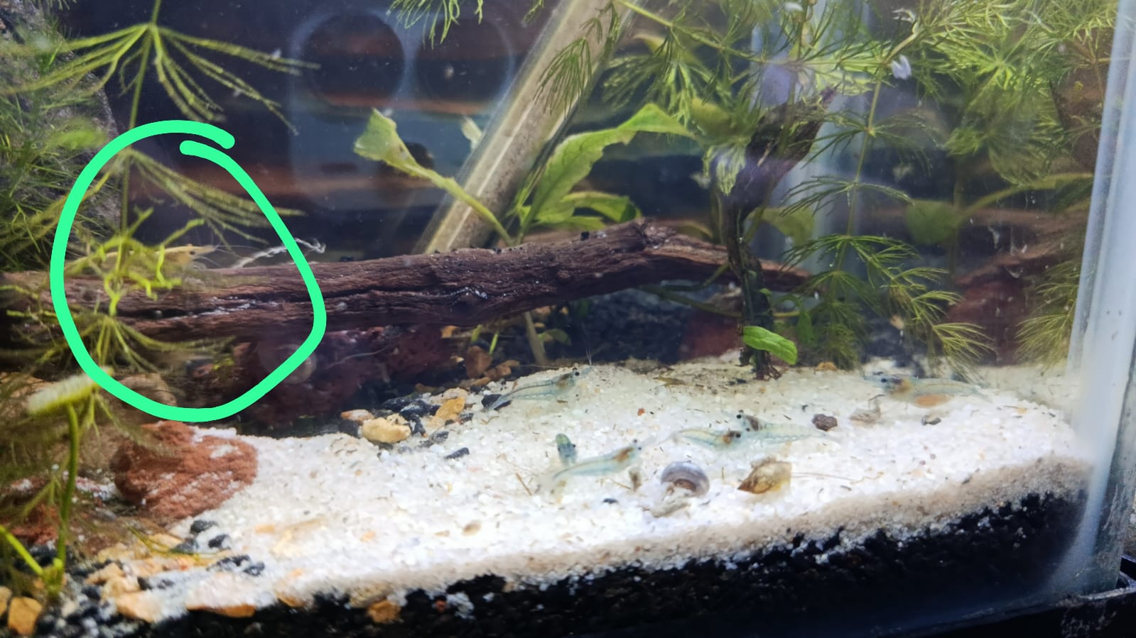 gambas neocaridinias celebrando una fiesta en la playa